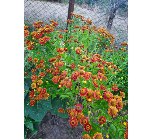 Геленіум осінній ( Helenium autumnale)